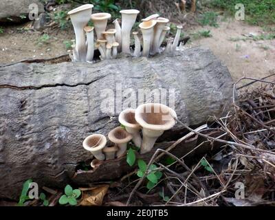 Nahaufnahme einige Trichterform hellbraune Pilze auf alt Kokosnussbaum Stamm Stockfoto