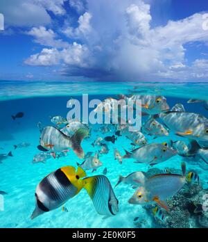 Wolken über der Meeresoberfläche mit tropischen Fischen unter Wasser, Seestück über und unter Wasser, Pazifischer Ozean, Französisch Polynesien, Ozeanien Stockfoto
