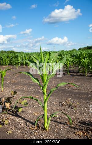 Junge Maispflanze isoliert gegen ein Maisfeld und blau Himmel mit Wolken im ländlichen Minnesota Stockfoto