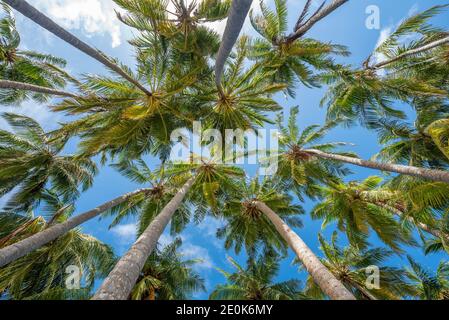 Kokospalmen am Strand auf der Insel Lankanfinolhu, Malediven Stockfoto