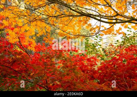 WA18938-00...WASHINGTON - kontrastierende herbstfarbene Ahornblätter im Kubota Garden, einem Stadtpark von Seattle. Stockfoto