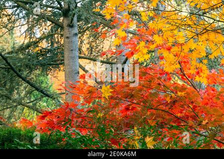 WA18938-00...WASHINGTON - kontrastierende herbstfarbene Ahornblätter im Kubota Garden, einem Stadtpark von Seattle. Stockfoto