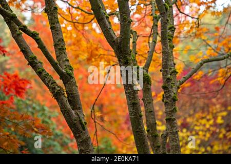 WA18940-00...WASHINGTON - Baumstämme mit bunten Blättern im Hintergrund im Kabota Garden, Seattle City Park. Stockfoto
