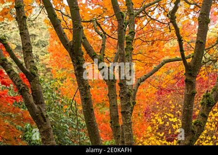 WA18941-00...WASHINGTON - Baumstämme mit bunten Blättern im Hintergrund im Kabota Garden, Seattle Stadtpark. Stockfoto
