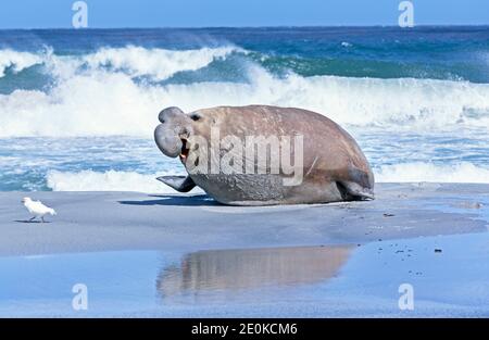 Ein südlicher Elefantenrobbe (Mirounga leonina) Männchen, der am Strand, auf der Seelöweninsel, auf den Falklandinseln, Südamerika läuft Stockfoto