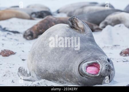 Southern Elephant Seal (Mirounga leonina) Kalb entspannen am Sandstrand, Sea Lion Island, Falkland Islands, Stockfoto