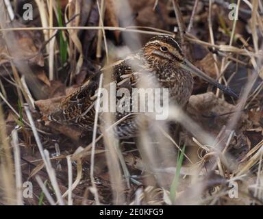 Wilson's Snipe fügt sich wunderbar in den Hintergrund ein. Stockfoto