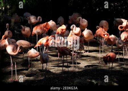 Rosa Flamingos im ZooParc de Beauval in Saint-Aignan, Zentralfrankreich am 22. August 2012. Foto von Henri Szwarc/ABACAPRESS.COM Stockfoto