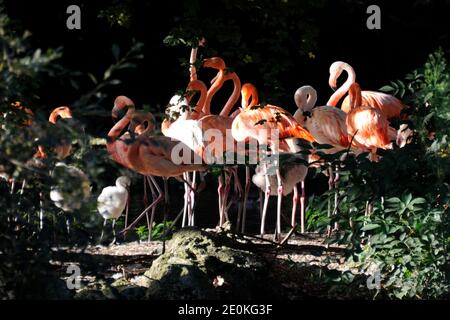 Rosa Flamingos im ZooParc de Beauval in Saint-Aignan, Zentralfrankreich am 22. August 2012. Foto von Henri Szwarc/ABACAPRESS.COM Stockfoto