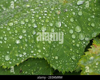 Wassertropfen, die von weichen Haaren auf dem Blatt von Alchemilla vulgaris, gemeiner Frauenmantel (neun Haken/ Bärenfuß/ Löwenfuß) in Cumbria, England, gehalten werden, Stockfoto