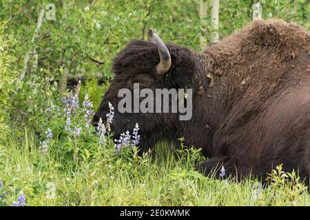 Die Aishihihik Wood Bison Herde fortert entlang des Alaskan Highway südlich von Watson Lake, Yukon, Kanada. Stockfoto