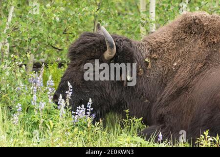 Die Aishihihik Wood Bison Herde fortert entlang des Alaskan Highway südlich von Watson Lake, Yukon, Kanada. Stockfoto