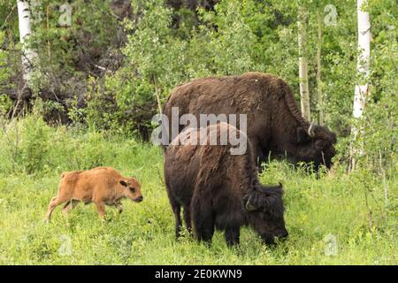 Die Aishihihik Wood Bison Herde fortert entlang des Alaskan Highway südlich von Watson Lake, Yukon, Kanada. Stockfoto