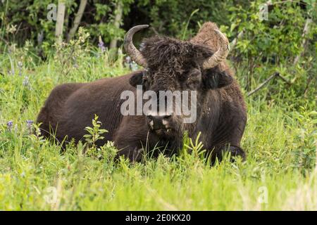 Die Aishihihik Wood Bison Herde fortert entlang des Alaskan Highway südlich von Watson Lake, Yukon, Kanada. Stockfoto