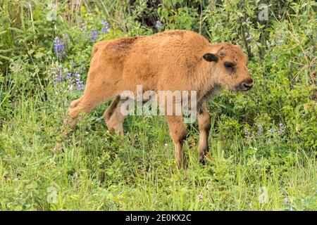 Ein Aishihik Wood Bison Kalb Futter entlang der Alaskan Highway südlich von Watson Lake, Yukon, Kanada. Stockfoto
