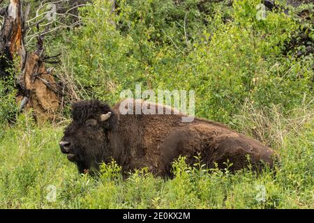 Die Aishihihik Wood Bison Herde fortert entlang des Alaskan Highway südlich von Watson Lake, Yukon, Kanada. Stockfoto