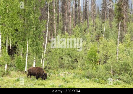 Die Aishihihik Wood Bison Herde fortert entlang des Alaskan Highway südlich von Watson Lake, Yukon, Kanada. Stockfoto
