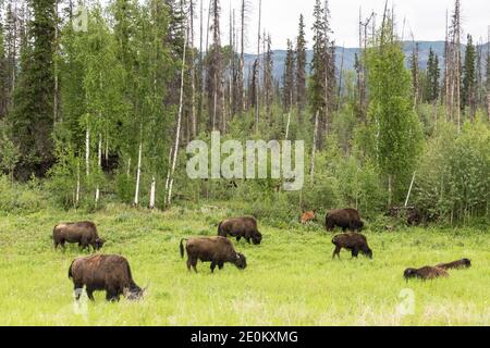 Die Aishihihik Wood Bison Herde fortert entlang des Alaskan Highway südlich von Watson Lake, Yukon, Kanada. Stockfoto