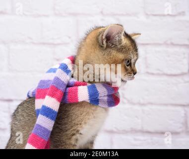 Kätzchen golden getickt britische Chinchilla gerade auf weißem Hintergrund. Die Katze steht in einem Strickschal Stockfoto