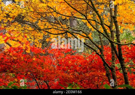 WA18970-00...WASHINGTON - lebendige Herbstfarbe im Kubota Gardens Park in Seattle. Stockfoto