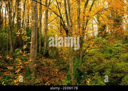 WA18971-00...WASHINGTON - Big Leaf Ahornbäume in lebendigen Herbstfarben in der Natur im Kubota Gardens Park in Seattle. Stockfoto