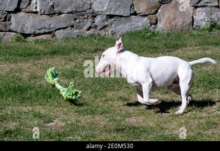 Miniatur Bull Terrier läuft glücklich Stockfoto