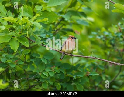 Cedar waxwing Fütterung in einem Juneberry Bush. Stockfoto