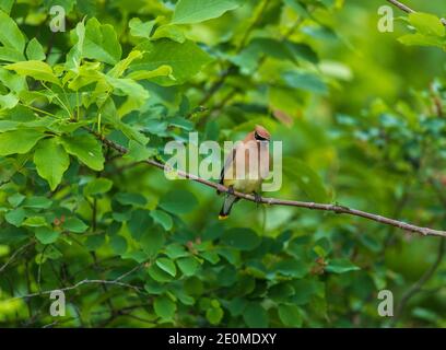 Cedar waxwing Fütterung in einem Juneberry Bush. Stockfoto