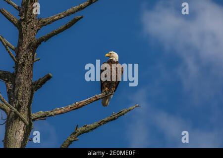 Weißkopfseeadler auf einem Haken im Norden von Wisconsin thront. Stockfoto