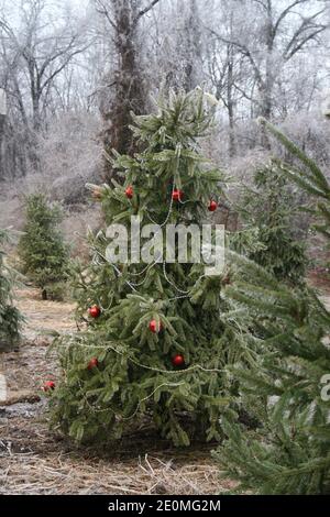 Yule-Tide Geist im Park. Stockfoto
