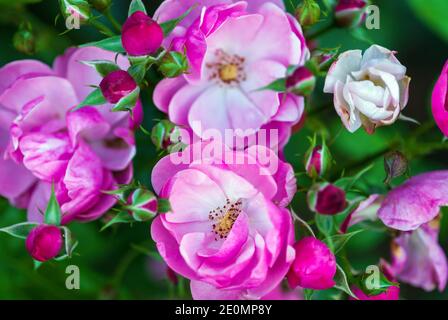 Rosa-weiße Rosenblüten und Knospen im Rosenkranz, Nahaufnahme (Rosa Angela von Kordes) Stockfoto
