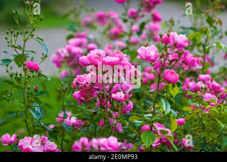 Tiefrosa Angela Rosen blühen im Garten, Gesamtansicht. Moderne Shrubrose von Kordes blüht reichlich die ganze Saison lang Stockfoto