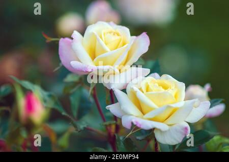 Music Box Rose elegante Doppelblüten mit cremig gelben Zentren Und zarte rosa Blütenblätter Kanten (Moderne amerikanische Strauchrose von Ping Lim) Stockfoto