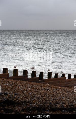 Möwen auf Groynes auf Eastbourne Kiesstrand im Winter Nachmittag Stockfoto