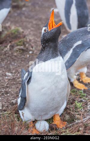 Gentoo Pinguin (Pygoscelis papua papua) rufen, sitzen auf Ei, Sea Lion Island, Falkland Islands, Südamerika Stockfoto