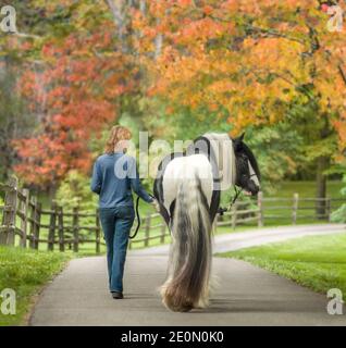 Frau führt Gypsy Vanner Hengst auf kurvenreichen Straße mit Split Gleiszaun Stockfoto