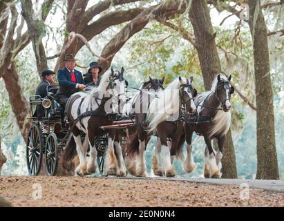 Gypsy Vanner Horse Team zieht Kutsche unter Verbreitung Live Eichen. Stockfoto