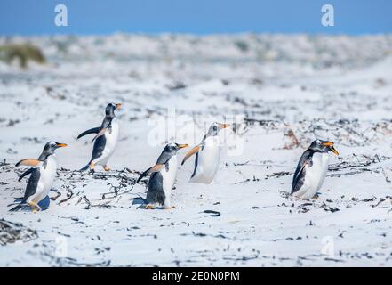 Gentoo Penguins (Pygocelis papua papua) Wandern, Sea Lion Island, Falkland Islands, Südamerika Stockfoto