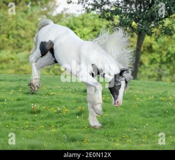 Gypsy Horse Yearling colt buckt und tritt ins Spiel Stockfoto
