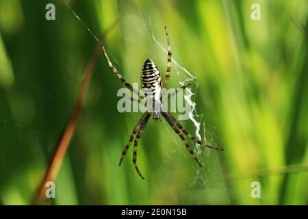 Eine weibliche Wespenspinne in ihrem Netz im Sommer in Bayern Stockfoto