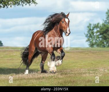 Gypsy Vanner Horse Hengst galoppiert uns im offenen Feld entgegen Stockfoto