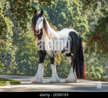 Gypsy Vanner Pferd colt steht wachsam Stockfoto
