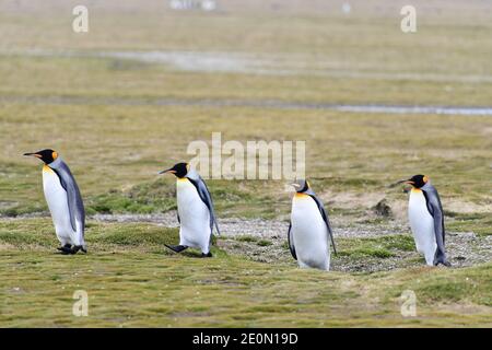 Königspinguine (Aptenodytes patagonicus), die in ihrer Kolonie auf den Graslandebenen der Insel Südgeorgien im südlichen Atlantik wandern. Stockfoto
