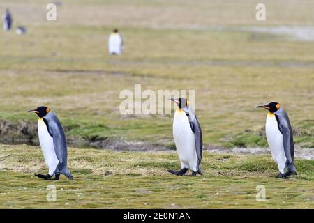 Königspinguine (Aptenodytes patagonicus), die in ihrer Kolonie auf den Graslandebenen der Insel Südgeorgien im südlichen Atlantik wandern. Stockfoto
