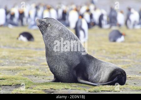 Antarktische Pelzrobbe (Arctocephalus gazella) unter einer Kolonie von Königspinguinen auf der Insel Südgeorgien im Südatlantik. Stockfoto