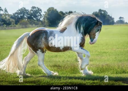 Drum Horse Hengst lopes im offenen Fahrerlager Stockfoto