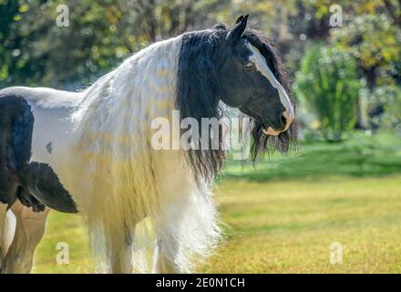 Gypsy Vanner Horse Hengst Kopfportrait Stockfoto