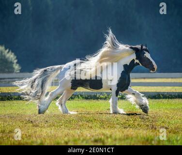 Gypsy Vanner Horse Hengst läuft im offenen Fahrerlager Stockfoto