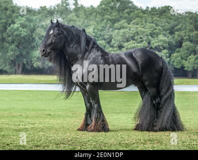 Black Gypsy Vanner Horse Hengst steht im Rasen Stockfoto