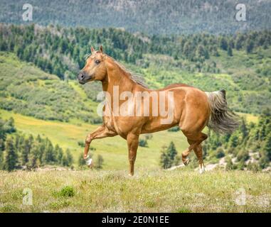 Der 15-jährige pferdehengst des palomino Quarter Stockfoto